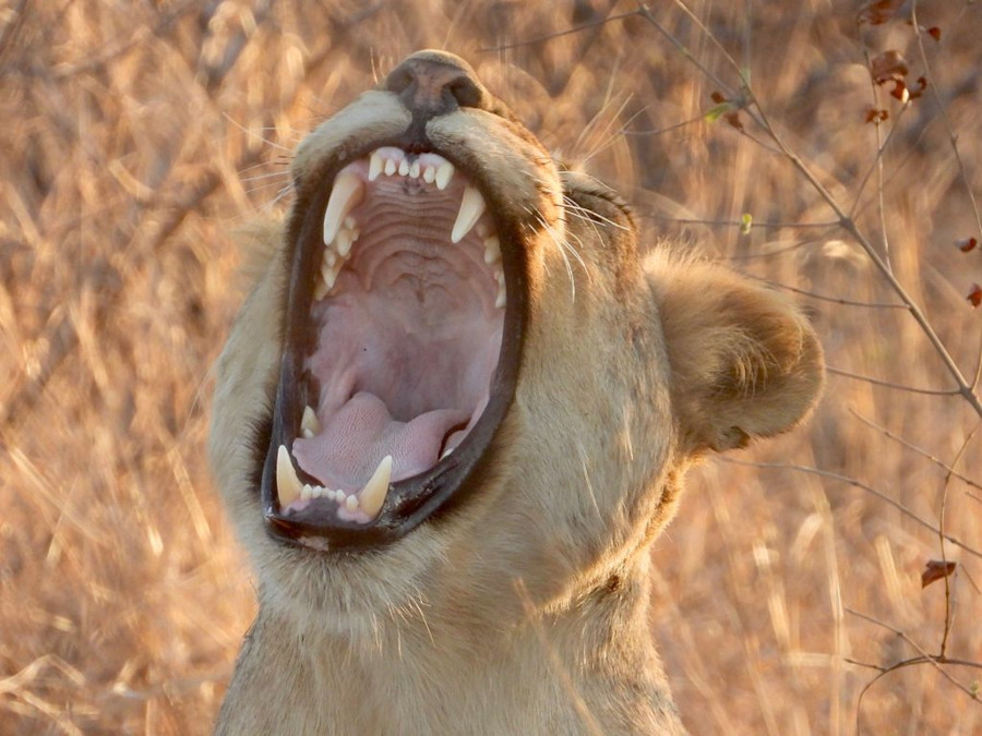 lion lion
